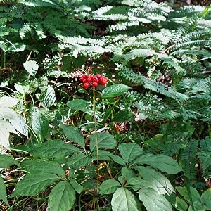 Ginseng